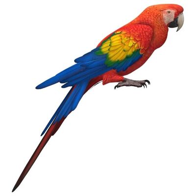 Macaw Papağanı Özellikleri ve Bakımı