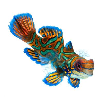 Mandalina (Mandarin) Balığı Özellikleri ve Bakımı