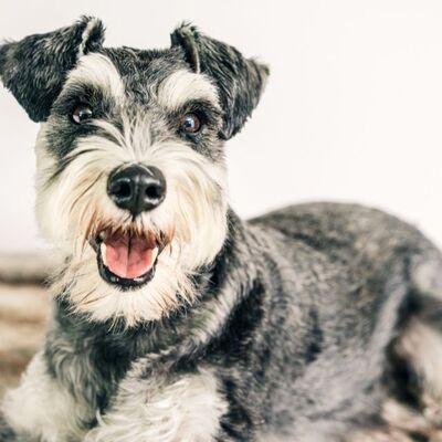 Minyatür Schnauzer Köpek Irkı Özellikleri ve Bakımı