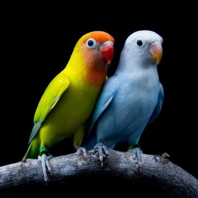 Muhabbet Kuşları Birbirine Nasıl Alıştırılır?
