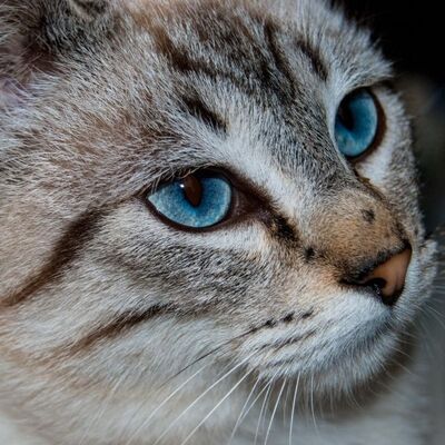 Ojos Azules Kedi Irkı Özellikleri ve Bakımı
