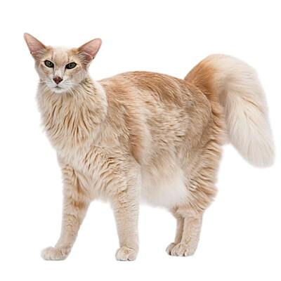 Oriental Longhair Kedi Irkı Özellikleri ve Bakımı