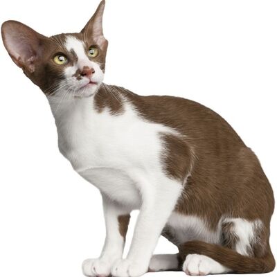 Oriental Shorthair Kedi Irkı Özellikleri ve Bakımı