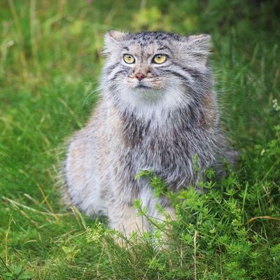 Pallas Kedisi (Otocolobus Manul) Özellikleri 