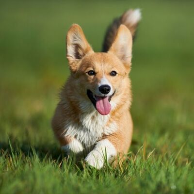 Pembroke Welsh Corgi Köpek Irkı Özellikleri ve Bakımı