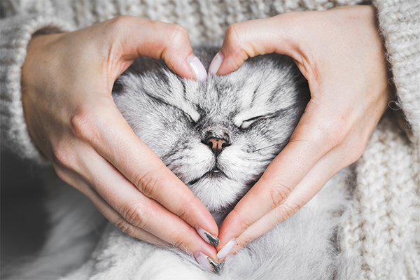 Pet Destekli Terapi ve Mutluluk Hormonu: Evcil Hayvanların Psikolojik Gücü