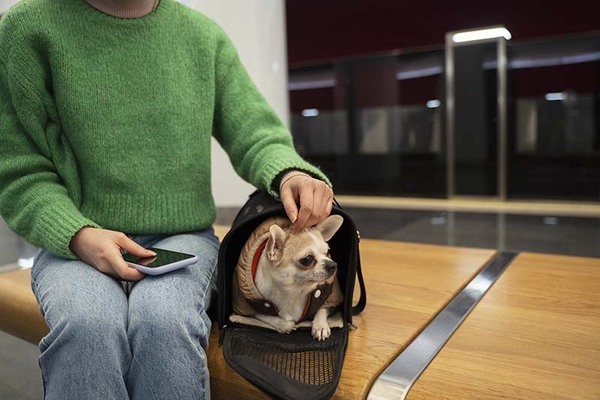 Pet Pasaportu Nedir? Evcil Hayvan Pasaportu Nasıl Çıkarılır?