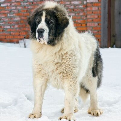 Pirene Mastifi (Pyrenean Mastiff) Köpek Irkı Özellikleri ve Bakımı