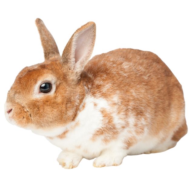 Rex Tavşanı Özellikleri ve Bakımı