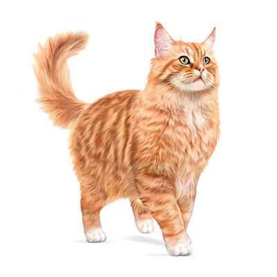 Royal Canin Ageing 11+ Yaş Üzeri Yaşlı Kedi Maması 2 Kg 