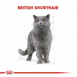 Royal Canin British Shorthair Adult Pouch Yetişkin Kedi Konservesi 12 Adet 85 Gr - Thumbnail