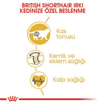 Royal Canin British Shorthair Adult Yetişkin Kedi Maması 2 Kg 