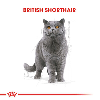 Royal Canin British Shorthair Adult Yetişkin Kedi Maması 4 Kg 