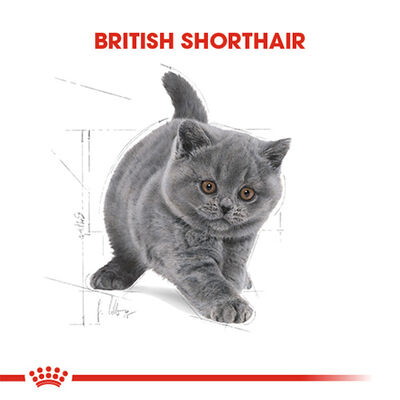 Royal Canin British Shorthair Kitten Yavru Kedi Maması 2 Kg 
