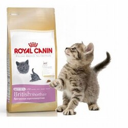 Royal Canin British Shorthair Kitten Yavru Kedi Maması 2 Kg - Thumbnail
