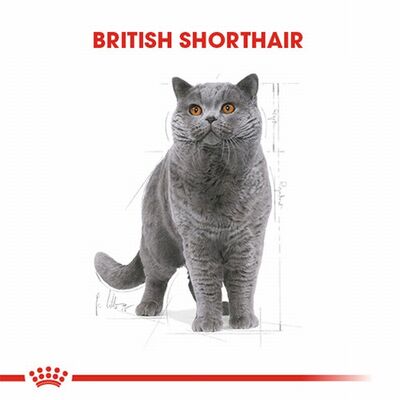 Royal Canin British Shorthair Adult Yetişkin Kedi Maması 400 Gr 