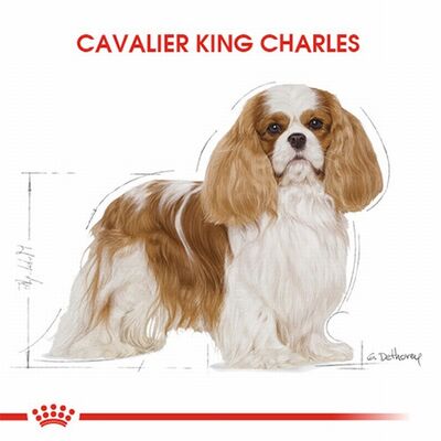 Royal Canin Cavalier King Charles Adult Yetişkin Köpek Maması 1,5 Kg 
