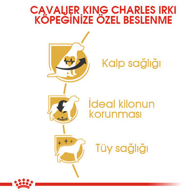 Royal Canin Cavalier King Charles Adult Yetişkin Köpek Maması 3 Kg 