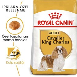 Royal Canin Cavalier King Charles Adult Yetişkin Köpek Maması 3 Kg - Thumbnail
