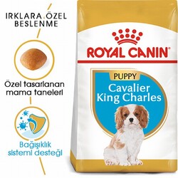 Royal Canin Cavalier King Charles Puppy Yavru Köpek Maması 1,5 Kg - Thumbnail
