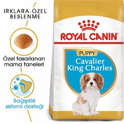 Royal Canin Cavalier King Charles Puppy Yavru Köpek Maması 1,5 Kg - Thumbnail