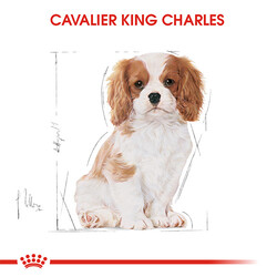 Royal Canın Cavalier King Charles Puppy Yavru Köpek Maması - Thumbnail