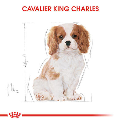Royal Canın Cavalier King Charles Puppy Yavru Köpek Maması