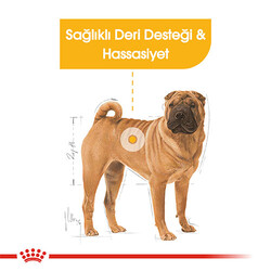 Royal Canin Ccn Medıum Dermacomfort Adult Yetişkin Köpek Maması - Thumbnail