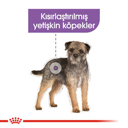 Royal Canin Ccn Mini Sterilised Yetişkin Köpek Maması - Thumbnail