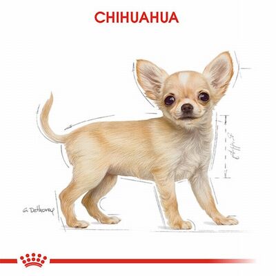 Royal Canin Chihuahua Puppy Yavru Köpek Maması 1,5 Kg 