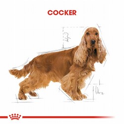 Royal Canin Cocker Spaniel Adult Yetişkin Köpek Maması 3 Kg - Thumbnail