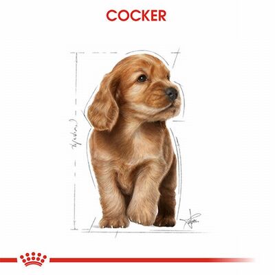 Royal Canin Cocker Spaniel Puppy Yavru Köpek Maması 3 Kg 