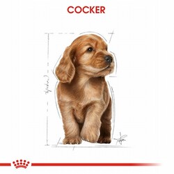 Royal Canin Cocker Spaniel Puppy Yavru Köpek Maması 3 Kg - Thumbnail