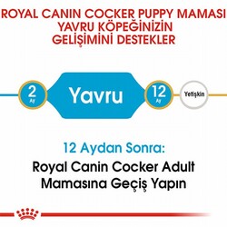 Royal Canin Cocker Spaniel Puppy Yavru Köpek Maması 3 Kg - Thumbnail