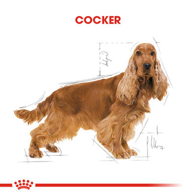 Royal Canin Cocker Adult Yetişkin Köpek Maması