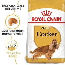 Royal Canin Cocker Adult Yetişkin Köpek Maması - Thumbnail