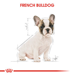 Royal Canin French Bulldog Puppy Yavru Köpek Maması - Thumbnail