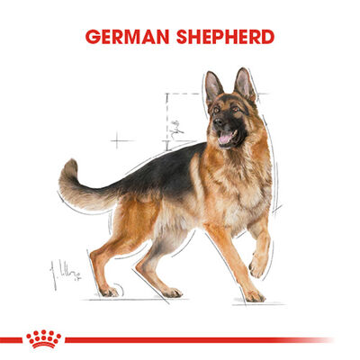 Royal Canin German Shepherd Adult Yetişkin Köpek Maması 11 Kg 