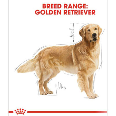 Royal Canin Golden Retriever Adult Yetişkin Köpek Maması