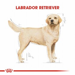 Royal Canin Labrador Retriever Adult Yetişkin Köpek Maması 12 Kg - Thumbnail