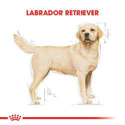 Royal Canin Labrador Adult Yetişkin Köpek Maması - Thumbnail