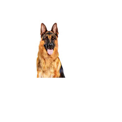 Royal Canin Loaf Mousse Büyük Irk Ezme Yetişkin Köpek Konservesi 6 Adet 410 Gr - Thumbnail
