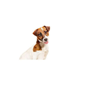 Royal Canin Loaf Mousse Küçük Irk Ezme Yetişkin Köpek Konservesi 6 Adet 195 Gr 