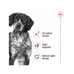 Royal Canin Loaf Mousse Orta Irk Ezme Yetişkin Köpek Konservesi 12 Adet 410 Gr - Thumbnail