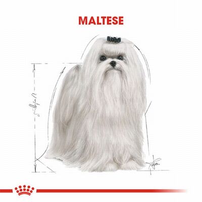 Royal Canin Maltese Terrier Adult Yetişkin Köpek Maması 1,5 Kg 