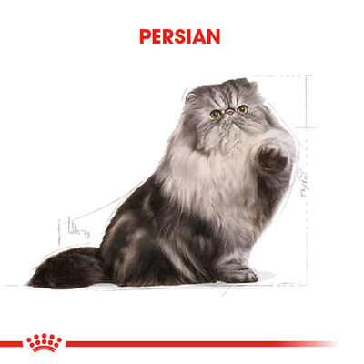 Royal Canin Persian Adult İran Yetişkin Kedi Maması 2 Kg 