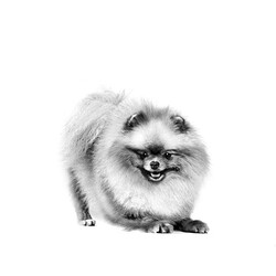 Royal Canin Pomeranian Adult Yetişkin Köpek Maması - Thumbnail