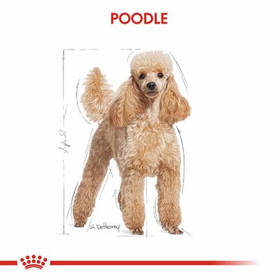 Royal Canin Poodle Pouch Adult Yetişkin Köpek Konservesi 85 Gr 