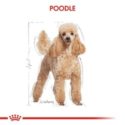 Royal Canin Poodle Pouch Adult Yetişkin Köpek Konservesi - Thumbnail