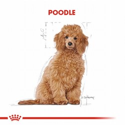 Royal Canin Poodle Puppy Yavru Köpek Maması 3 Kg - Thumbnail